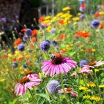 GVSU Sex Ed Week - Flowers and Affirmations on February 13, 2026